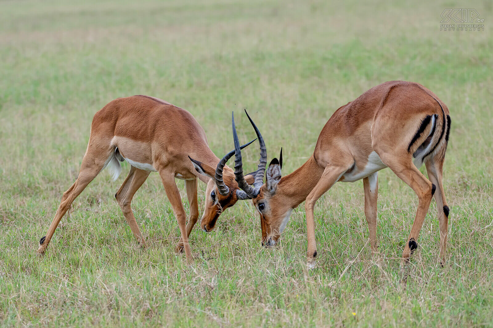 Nakuru NP - Vechtende impala's  Stefan Cruysberghs